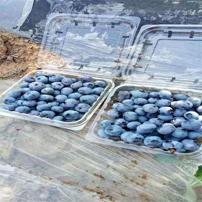 新鄭布萊特藍(lán)藍(lán)莓苗價(jià)格及日用雜品選購(gòu)指南